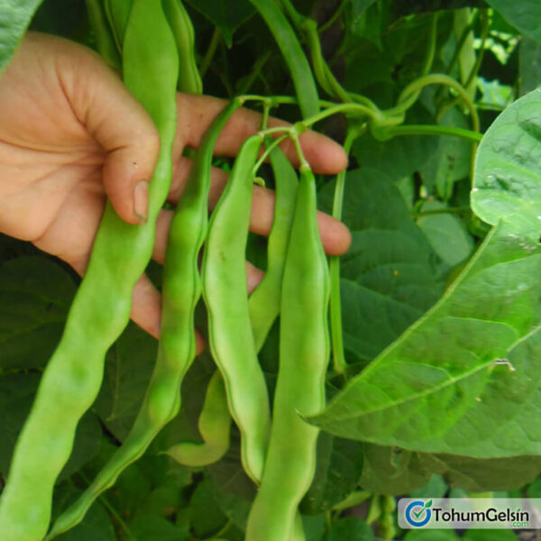 Sarikiz Fasulye Tohumu 2 Kg Tohumgelsin Com