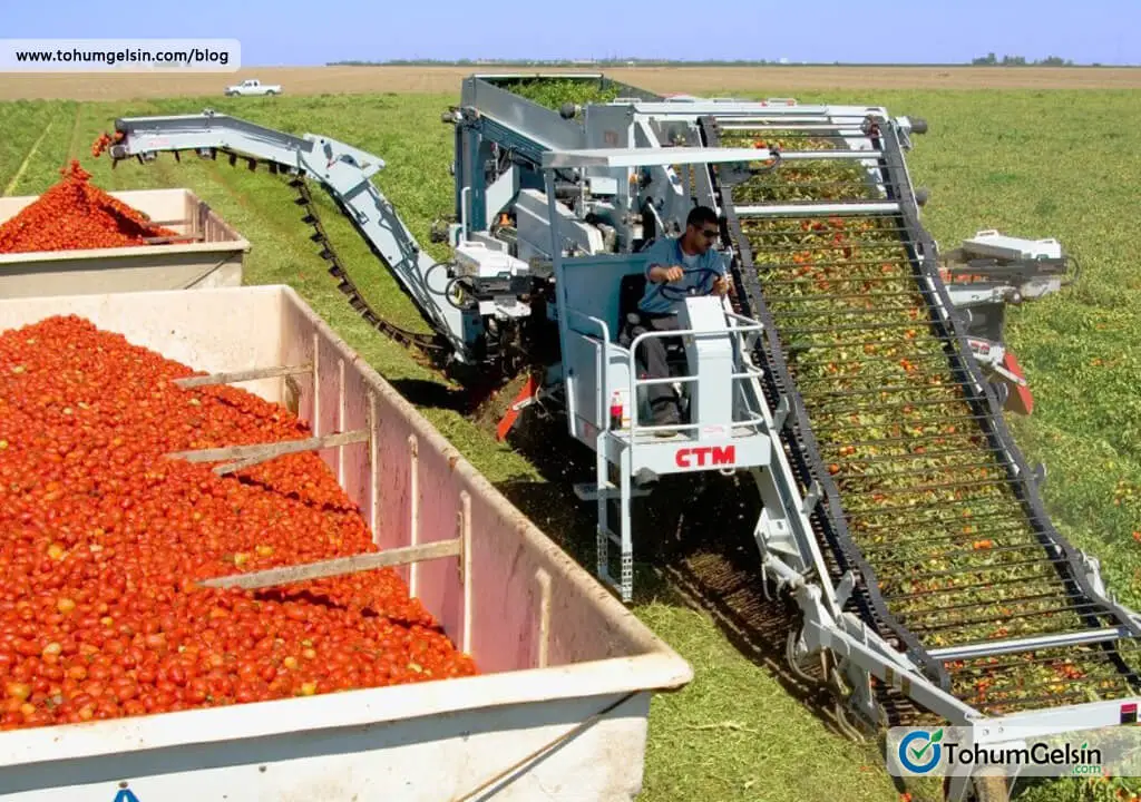 Sanayi Tipi Domates Tohumları