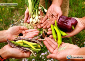 Sebze Tohumu Çıkarma Yöntemleri