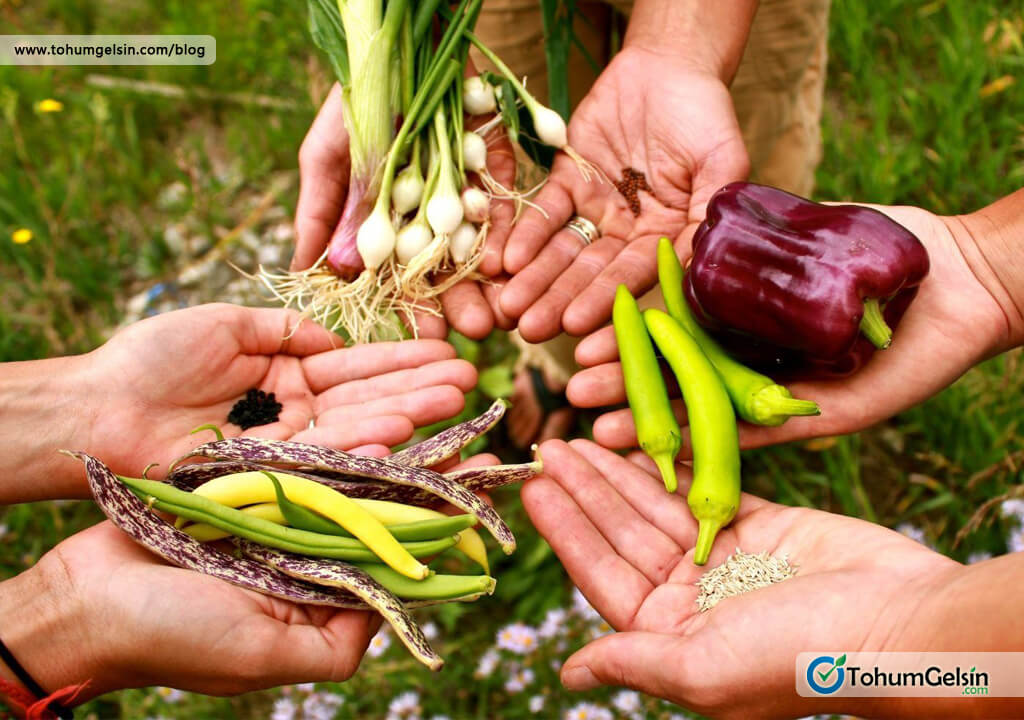 Sebze Tohumu Çıkarma Yöntemleri