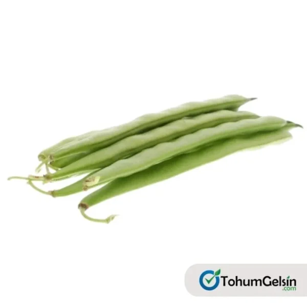 Solferina Fasulye Tohumu