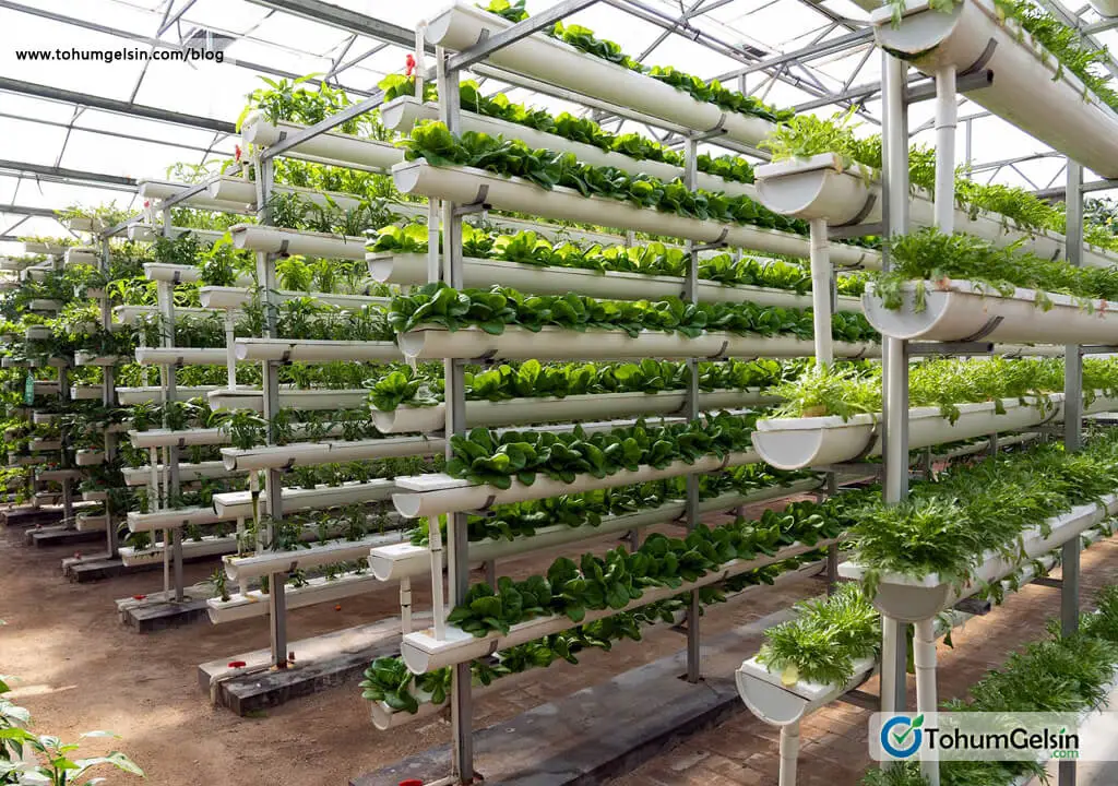Topraksız tarımda hidroponik sistem
